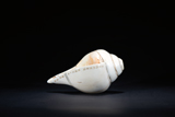 A RITUAL CONCH SHELL WITH INSCRIPTION